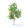 Orange Tree with Fruits 3D Model 2.1m (9572) - Image 7