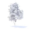 Orange Tree with Fruits 3D Model 2.1m (9572) - Image 8