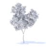 Orange Tree 3D Model 3.4m (9573) - Image 2