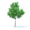 Orange Tree 3D Model 3.4m (9573) - Image 3