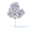 Orange Tree 3D Model 3.4m (9573) - Image 4