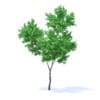 Orange Tree 3D Model 3.4m (9573) - Image 5