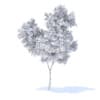 Orange Tree 3D Model 3.4m (9573) - Image 6