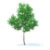Orange Tree 3D Model 3.4m (9573) - Image 7