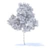 Orange Tree 3D Model 3.4m (9573) - Image 8
