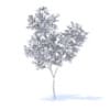 Orange Tree with Flowers 3D Model 3.4m (9574) - Image 2