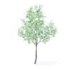 Orange Tree with Flowers 3D Model 3.4m (9574) - Image 3