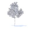 Orange Tree with Flowers 3D Model 3.4m (9574) - Image 4