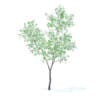 Orange Tree with Flowers 3D Model 3.4m (9574) - Image 5
