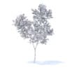 Orange Tree with Flowers 3D Model 3.4m (9574) - Image 6