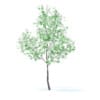 Orange Tree with Flowers 3D Model 3.4m (9574) - Image 7
