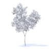 Orange Tree with Fruits 3D Model 3.4m (9575) - Image 2