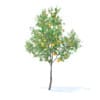 Orange Tree with Fruits 3D Model 3.4m (9575) - Image 3