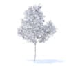 Orange Tree with Fruits 3D Model 3.4m (9575) - Image 4