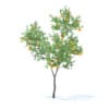 Orange Tree with Fruits 3D Model 3.4m (9575) - Image 5