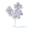 Orange Tree with Fruits 3D Model 3.4m (9575) - Image 6