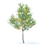 Orange Tree with Fruits 3D Model 3.4m (9575) - Image 7