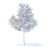 Orange Tree with Fruits 3D Model 3.4m (9575) - Image 8