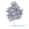 Orange Tree 3D Model 6m (9576) - Image 2
