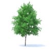Orange Tree 3D Model 6m (9576) - Image 3