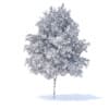 Orange Tree 3D Model 6m (9576) - Image 4