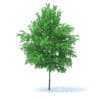 Orange Tree 3D Model 6m (9576) - Image 5