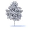 Orange Tree 3D Model 6m (9576) - Image 6
