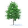 Orange Tree 3D Model 6m (9576) - Image 7