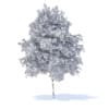 Orange Tree 3D Model 6m (9576) - Image 8