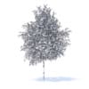 Orange Tree with Flowers 3D Model 6m (9577) - Image 2