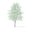 Orange Tree with Flowers 3D Model 6m (9577) - Image 3