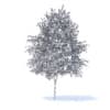 Orange Tree with Flowers 3D Model 6m (9577) - Image 4
