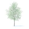 Orange Tree with Flowers 3D Model 6m (9577) - Image 5