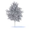 Orange Tree with Flowers 3D Model 6m (9577) - Image 6