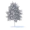 Orange Tree with Flowers 3D Model 6m (9577) - Image 8