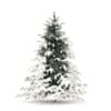 Winter Conifer Trees 3D Models Collection - Volume 98 - Image 3