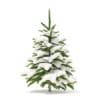 Winter Conifer Trees 3D Models Collection - Volume 98 - Image 21