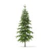 Winter Conifer Trees 3D Models Collection - Volume 98 - Image 22