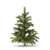 Winter Conifer Trees 3D Models Collection - Volume 98 - Image 34