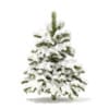 Winter Conifer Trees 3D Models Collection - Volume 98 - Image 35