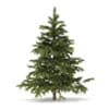 Winter Conifer Trees 3D Models Collection - Volume 98 - Image 36