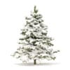 Winter Conifer Trees 3D Models Collection - Volume 98 - Image 37