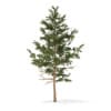 Winter Conifer Trees 3D Models Collection - Volume 98 - Image 38