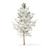 Winter Conifer Trees 3D Models Collection - Volume 98 - Image 39