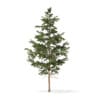 Winter Conifer Trees 3D Models Collection - Volume 98 - Image 40
