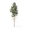 Winter Conifer Trees 3D Models Collection - Volume 98 - Image 42