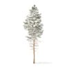 Winter Conifer Trees 3D Models Collection - Volume 98 - Image 43