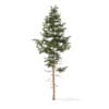 Winter Conifer Trees 3D Models Collection - Volume 98 - Image 44
