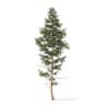 Winter Conifer Trees 3D Models Collection - Volume 98 - Image 46