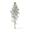 Winter Conifer Trees 3D Models Collection - Volume 98 - Image 47